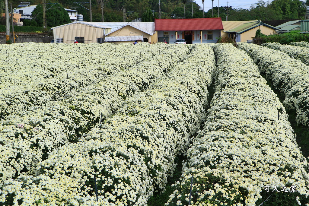 苗栗銅鑼杭菊