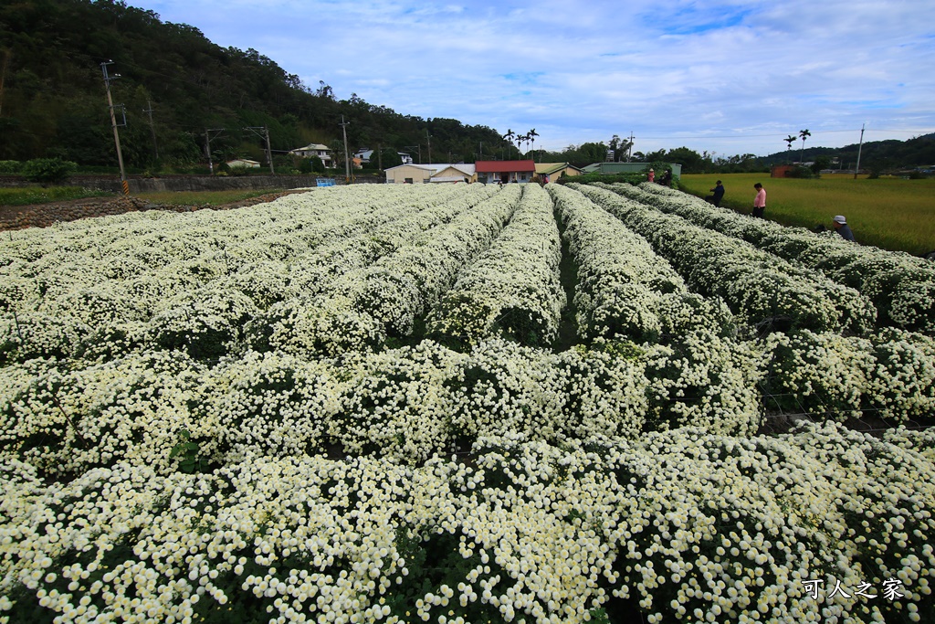 苗栗銅鑼杭菊