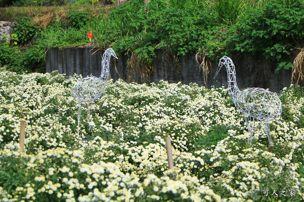 苗栗銅鑼杭菊