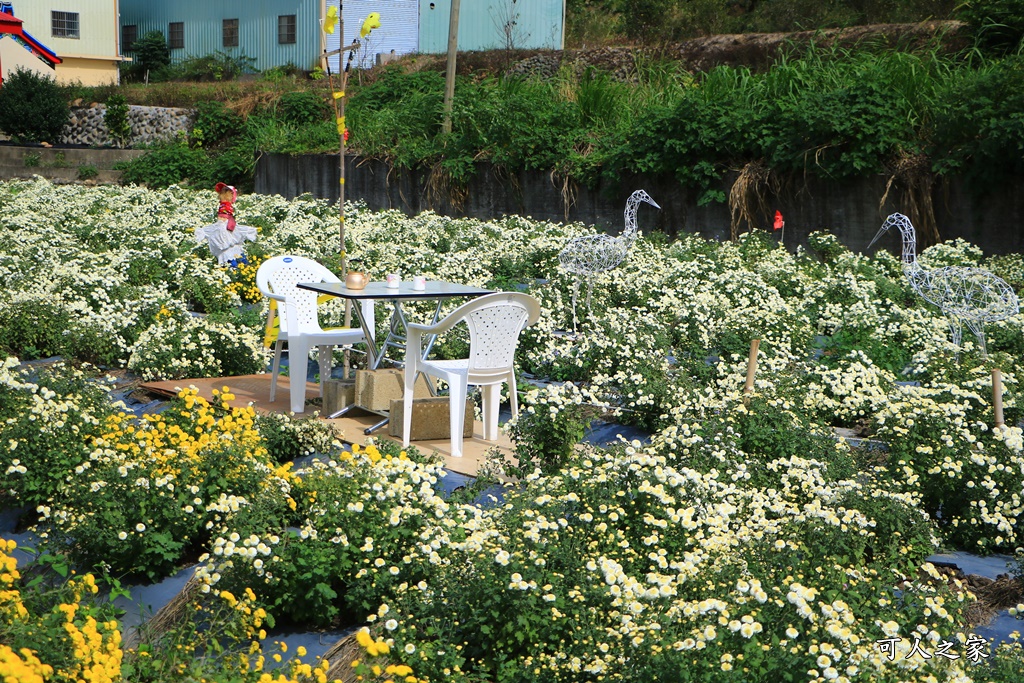 苗栗銅鑼杭菊