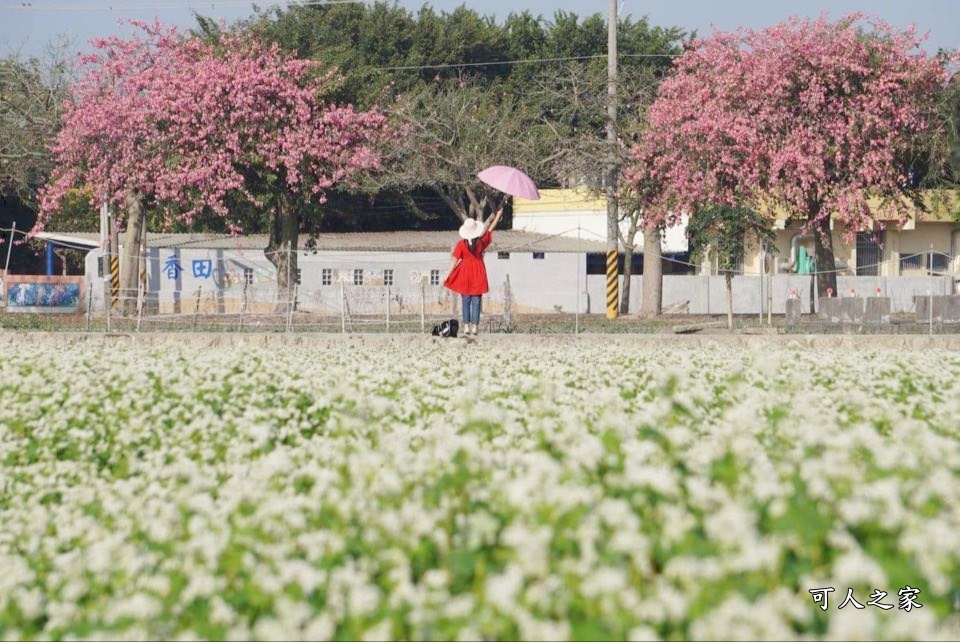 二林蕎麥花