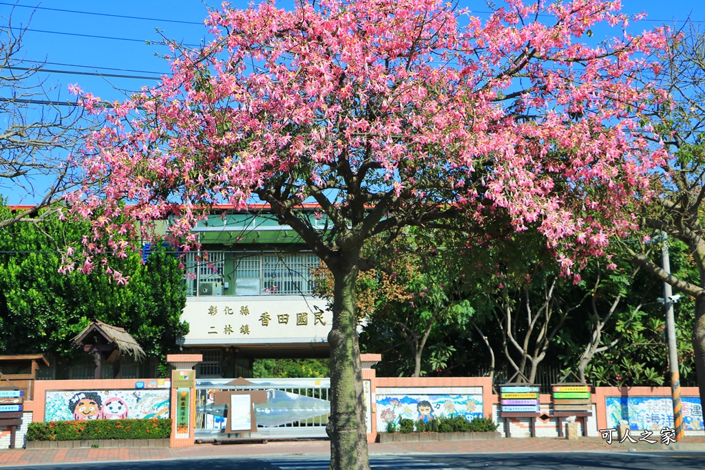 二林蕎麥花