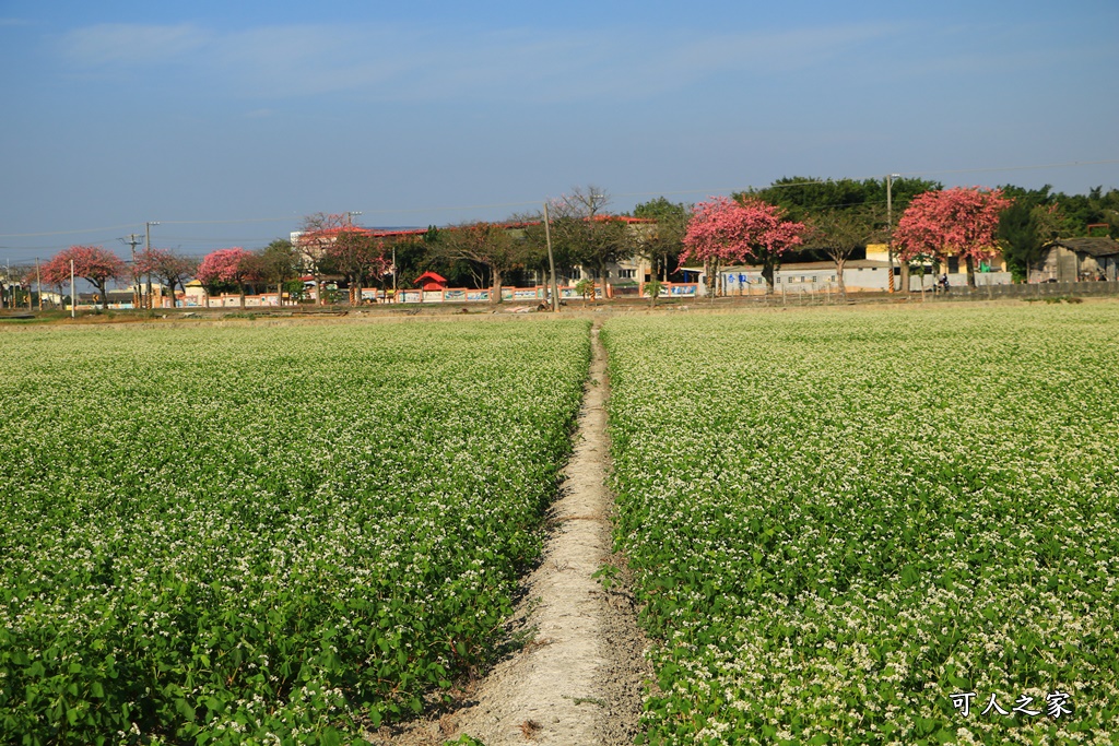 二林蕎麥花