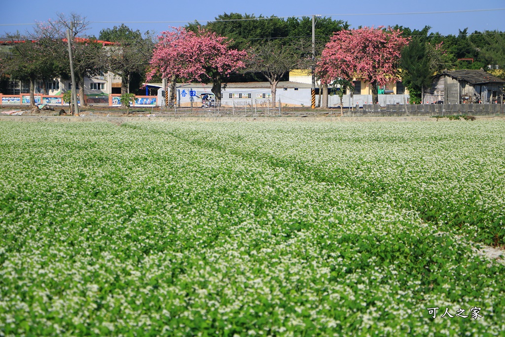 二林蕎麥花