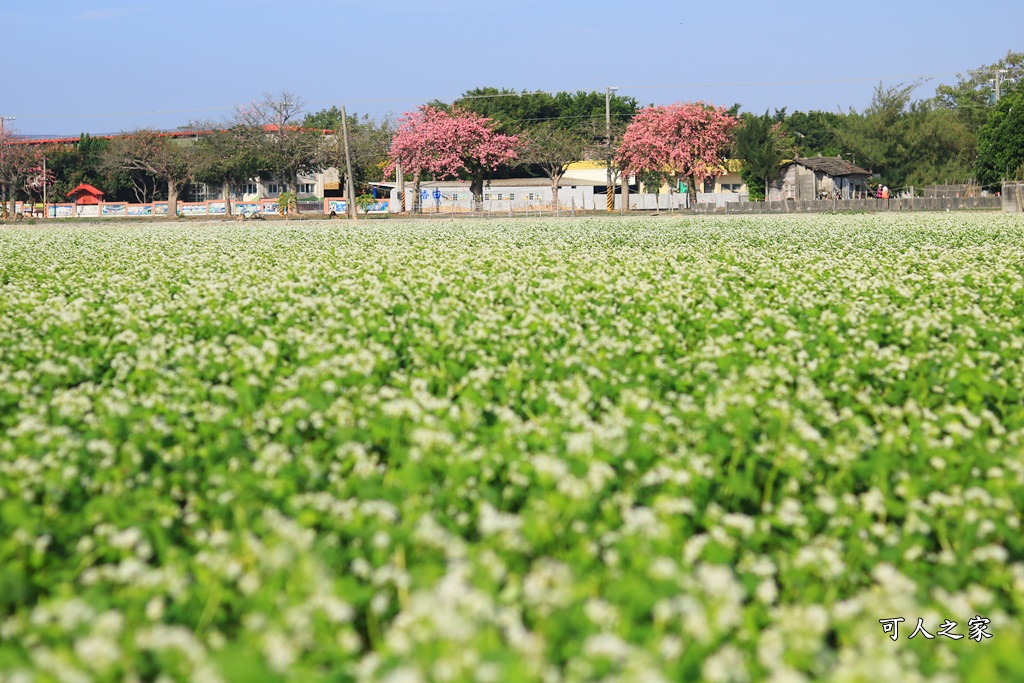 二林蕎麥花