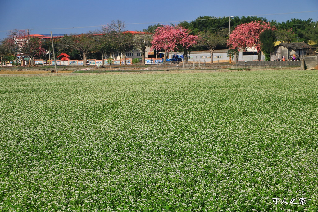 二林蕎麥花