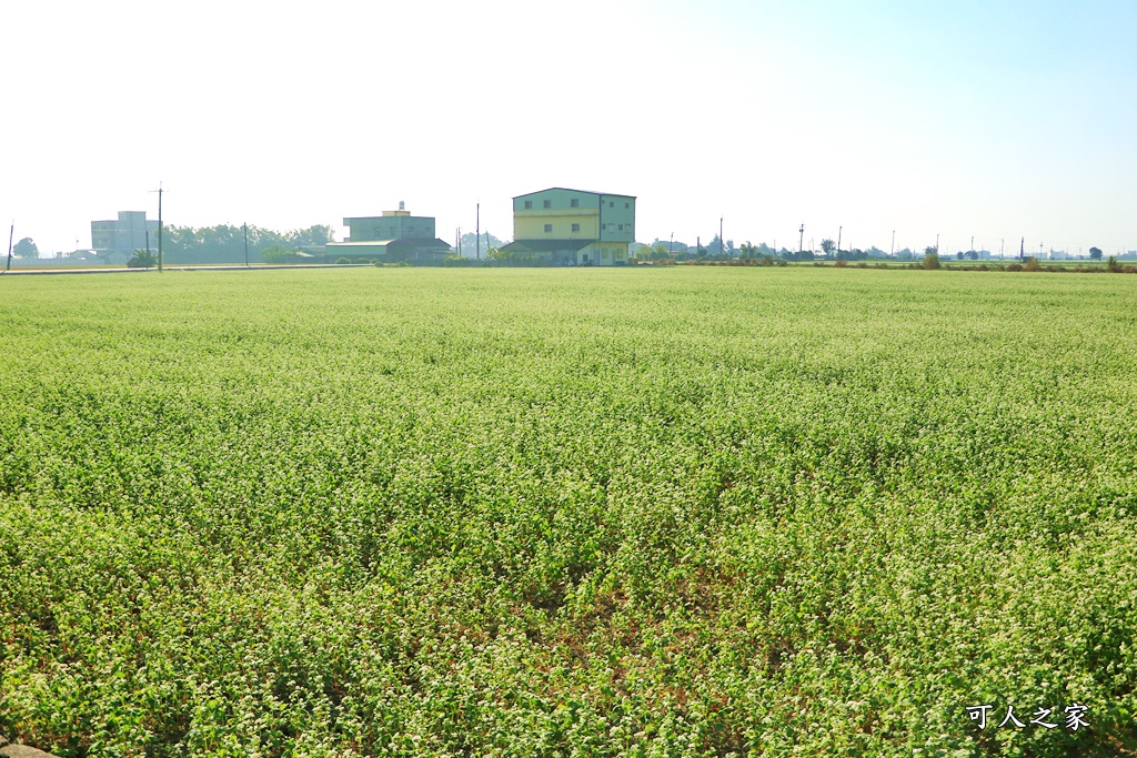 二林蕎麥花