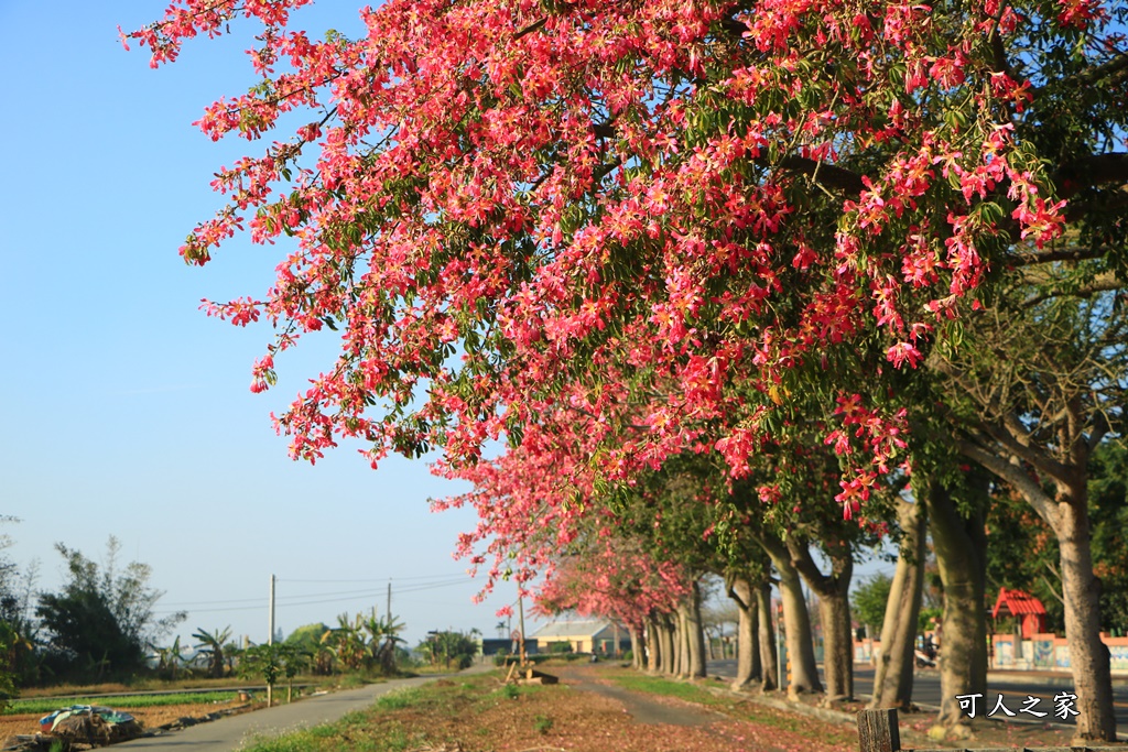 二林蕎麥花