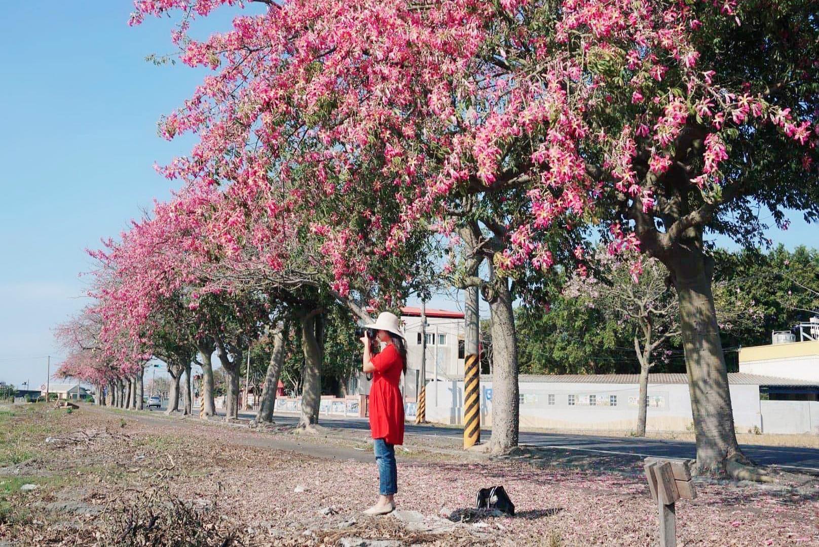 二林蕎麥花