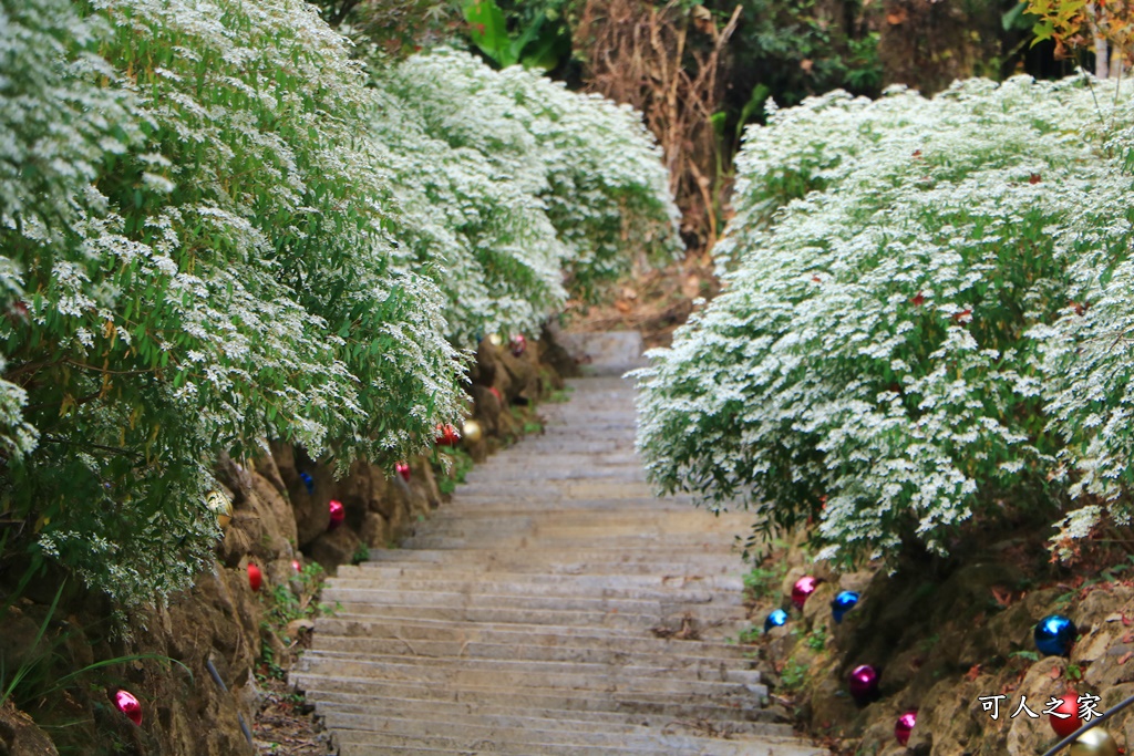 白雪木、黃金楓步道