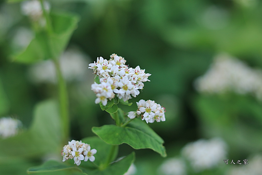 二林蕎麥花