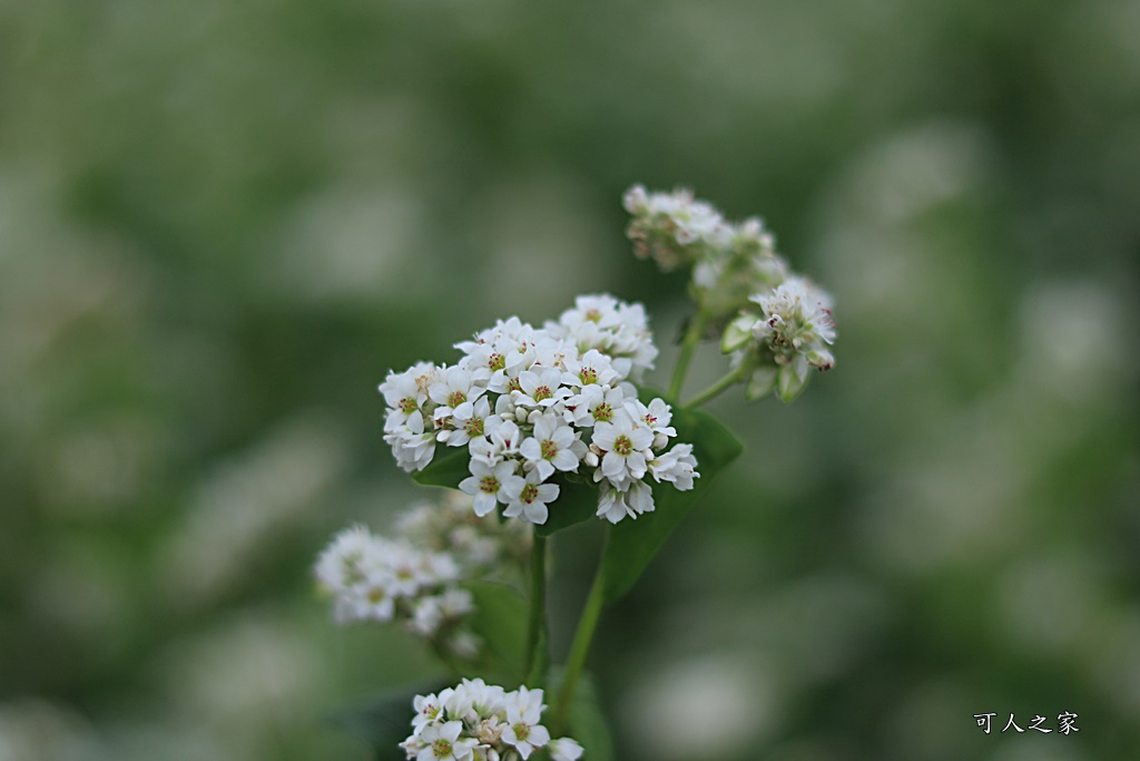 二林蕎麥花