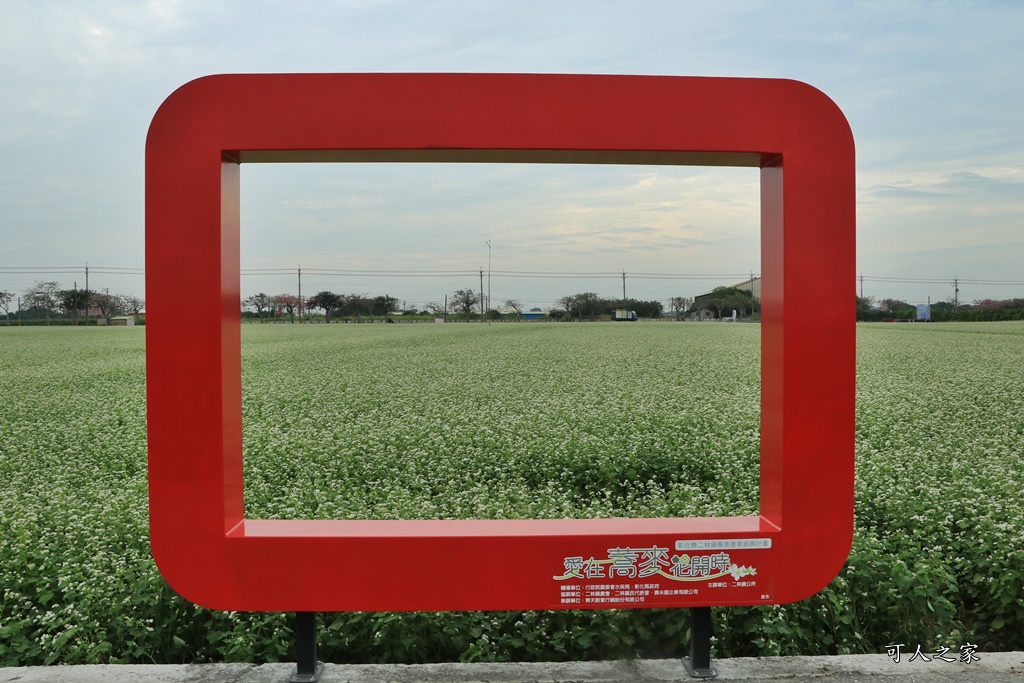 二林蕎麥花