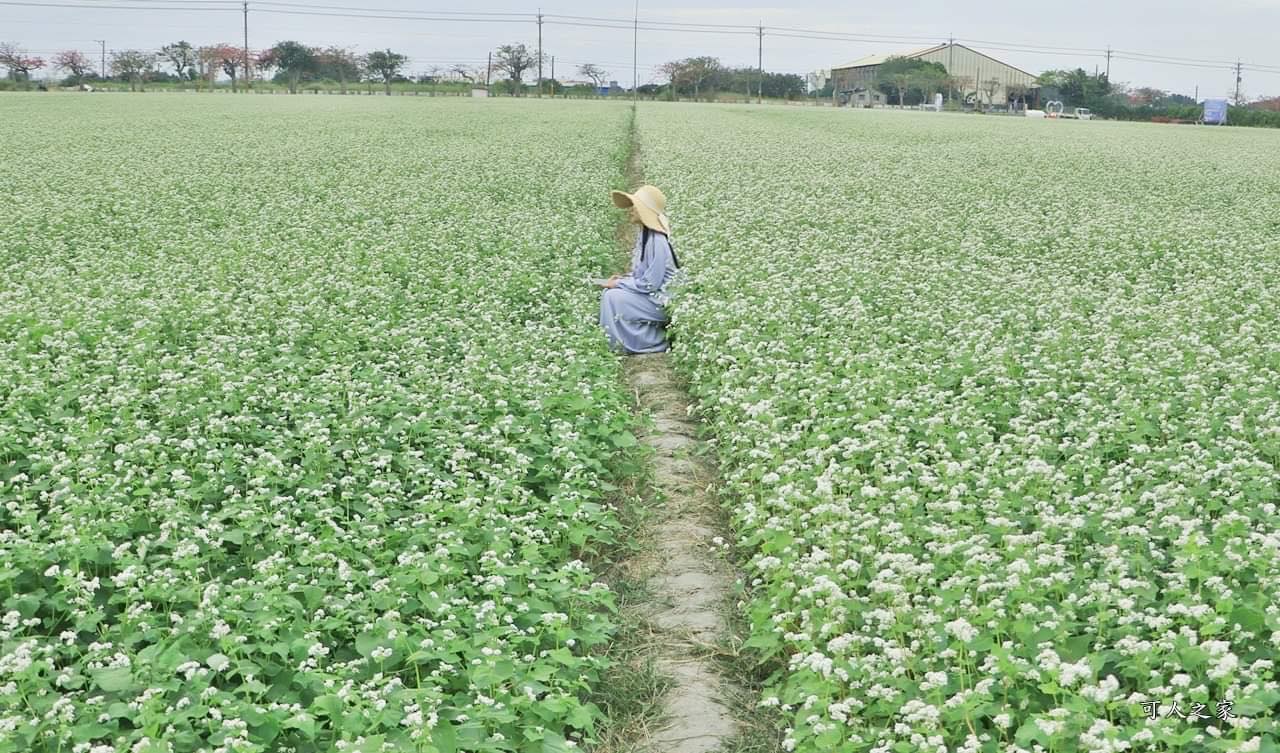 二林蕎麥花