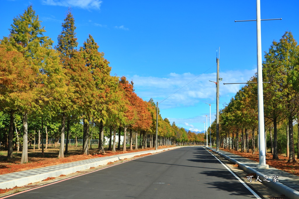 月眉落羽松大道、麗寶樂園落羽松大道