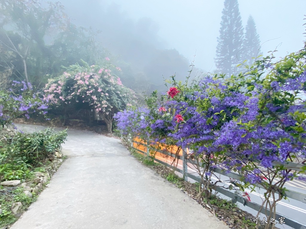 南平山道田生態農場,南投秘境,紫色隧道