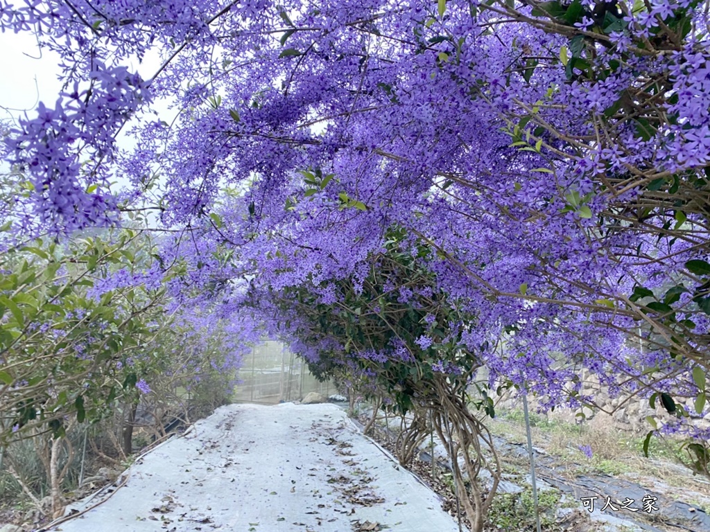 南平山道田生態農場,南投秘境,紫色隧道