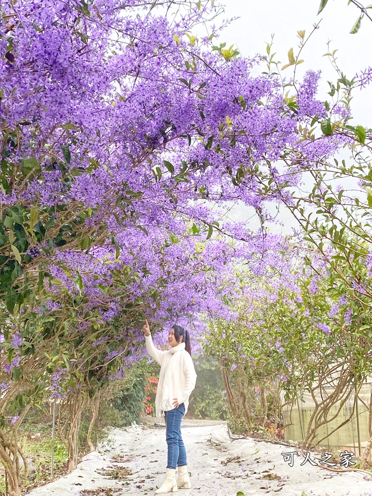 南平山道田生態農場,南投秘境,紫色隧道