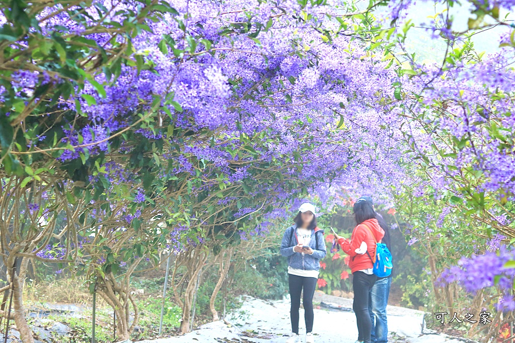 南平山道田生態農場,南投秘境,紫色隧道