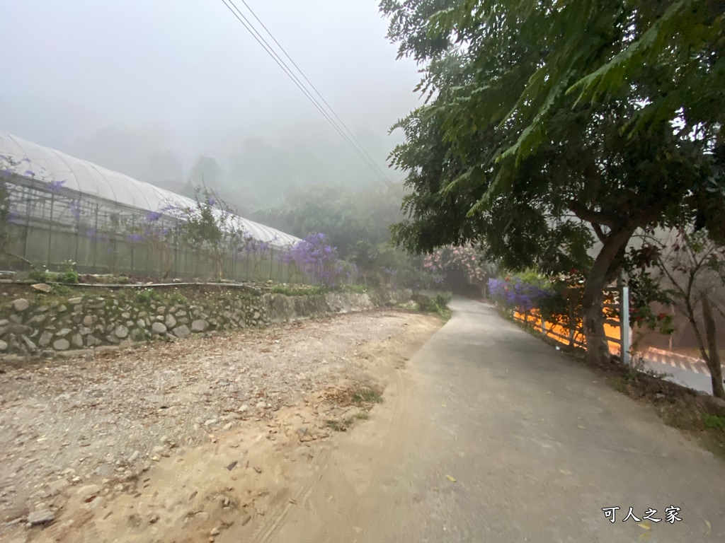 南平山道田生態農場,南投秘境,紫色隧道