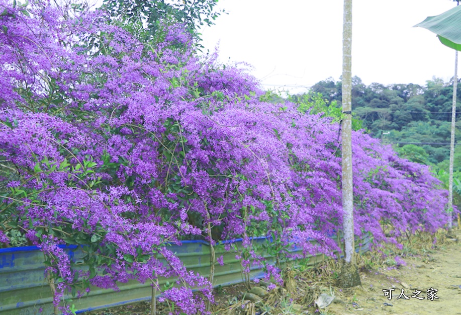 671錫葉藤花