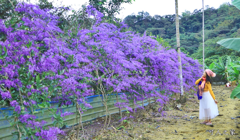 延伸閱讀：南投中寮【671茶花園】最新賞花點/紫色隧道/紫色花牆/茶花盛開/賞花秘境