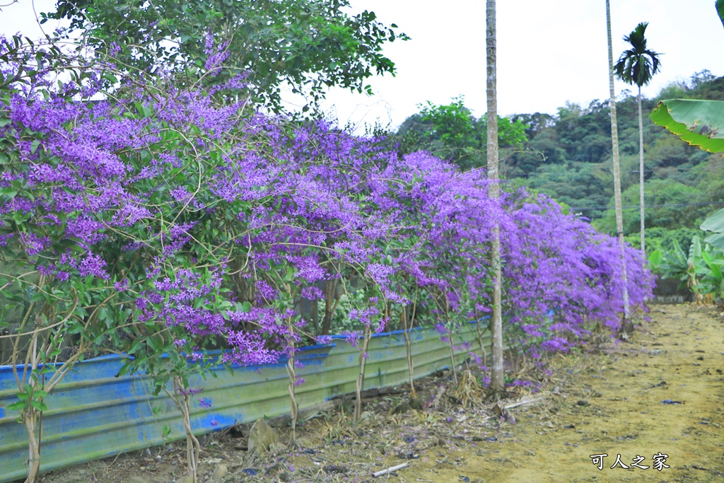 671錫葉藤花