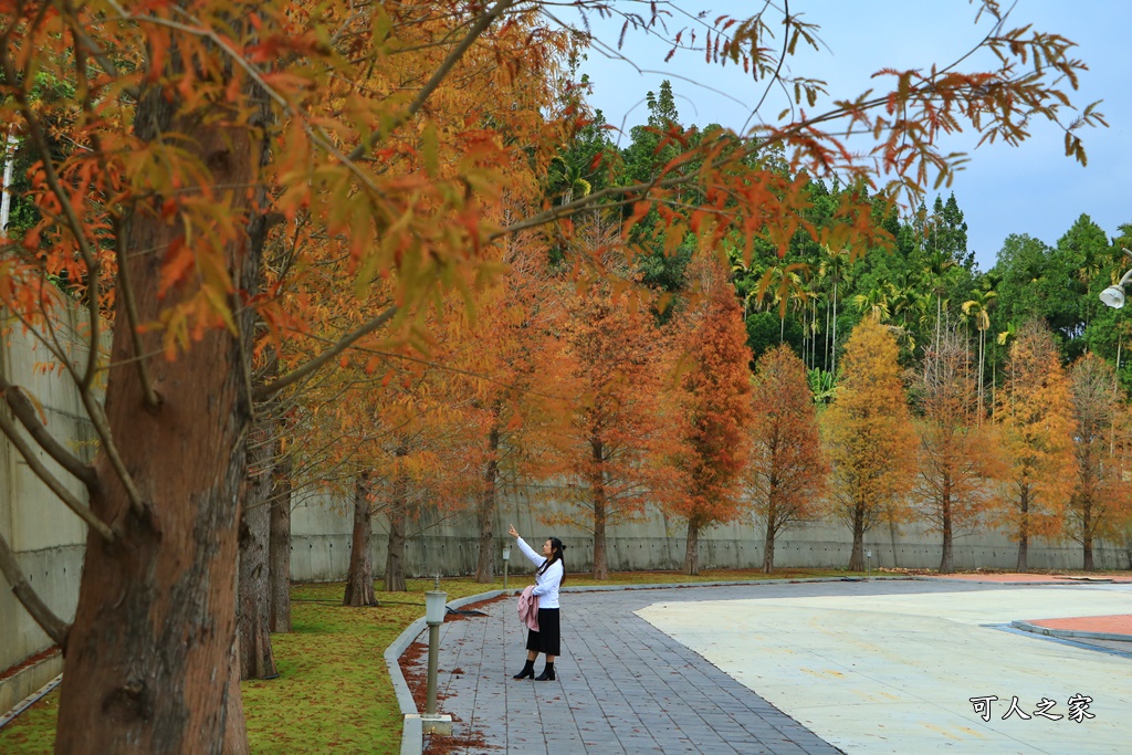 中台禪寺落羽松