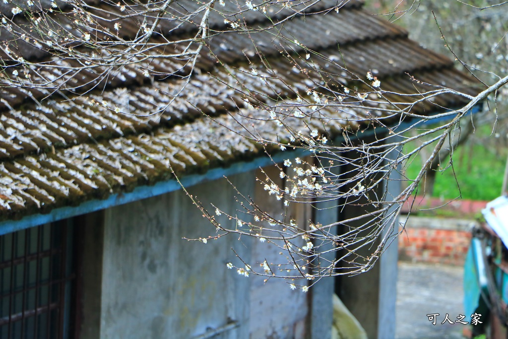 互助國小彭家梅園