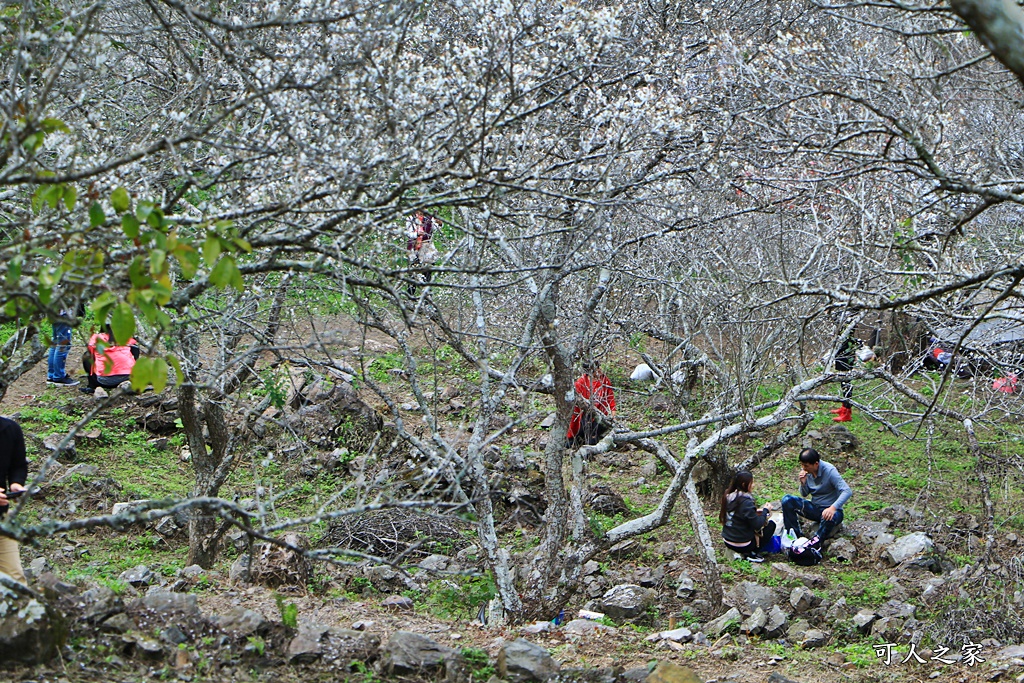 互助國小彭家梅園