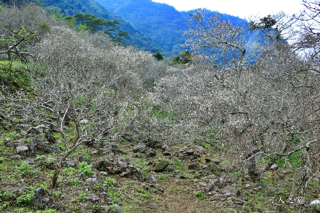 互助國小彭家梅園