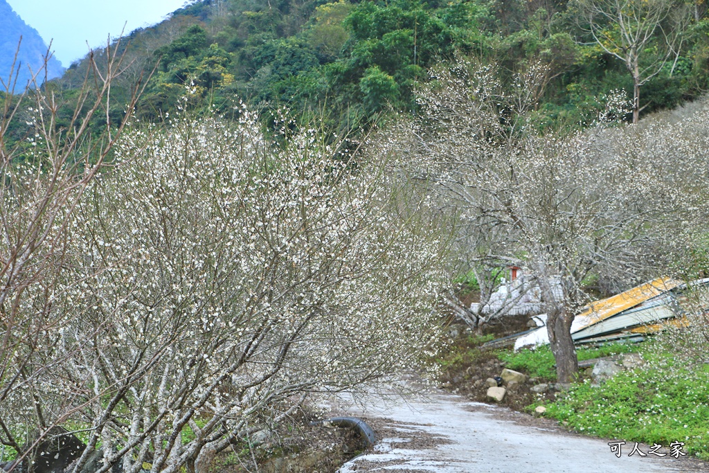 互助國小彭家梅園