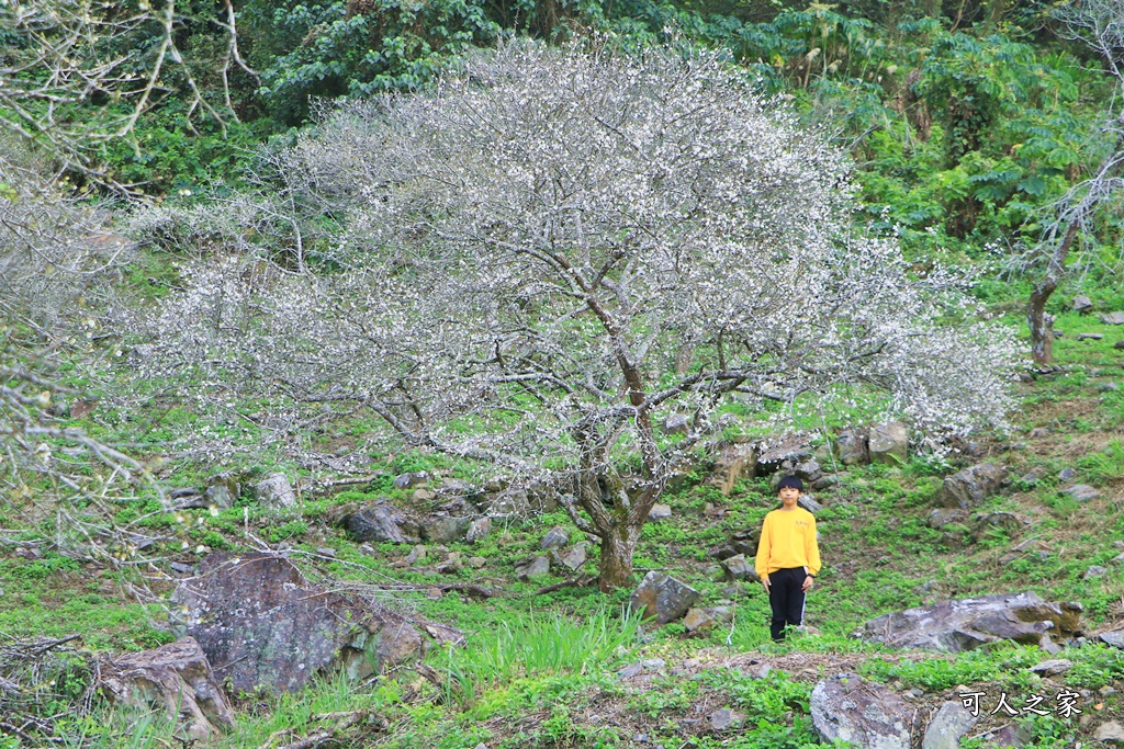 互助國小彭家梅園