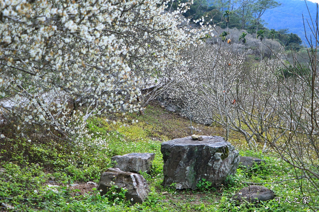 互助國小彭家梅園