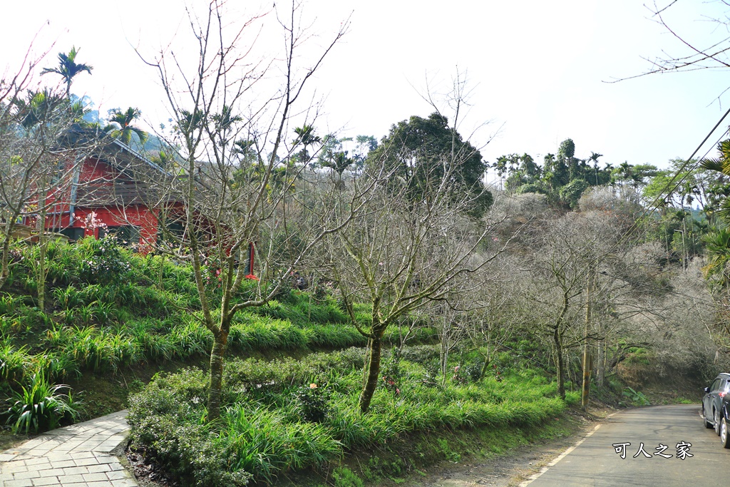 九份二山九尖茶園