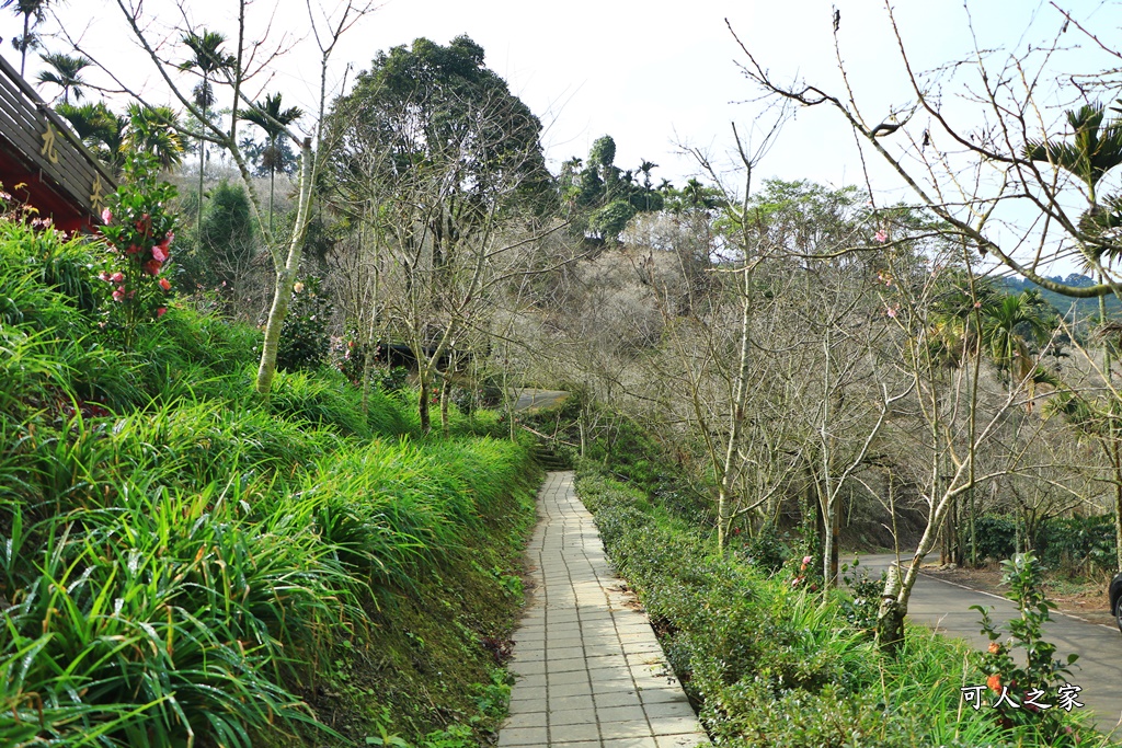 九份二山九尖茶園