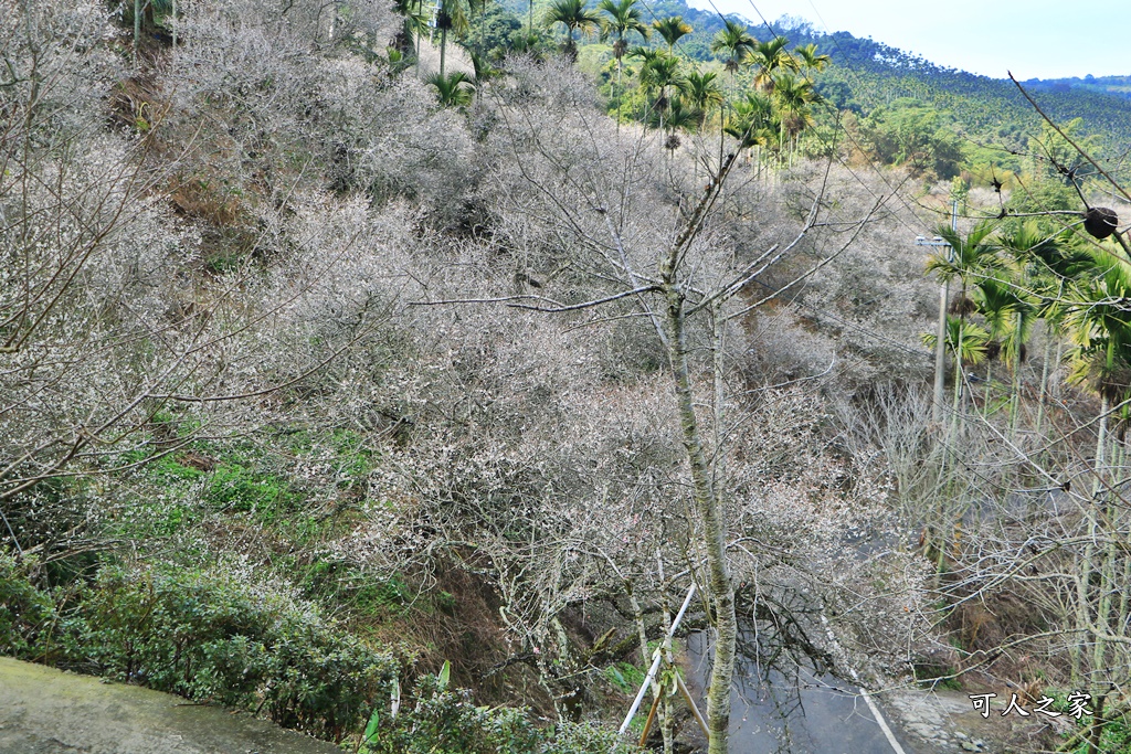 九份二山九尖茶園