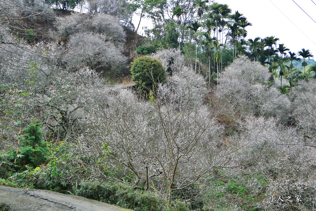 九份二山九尖茶園