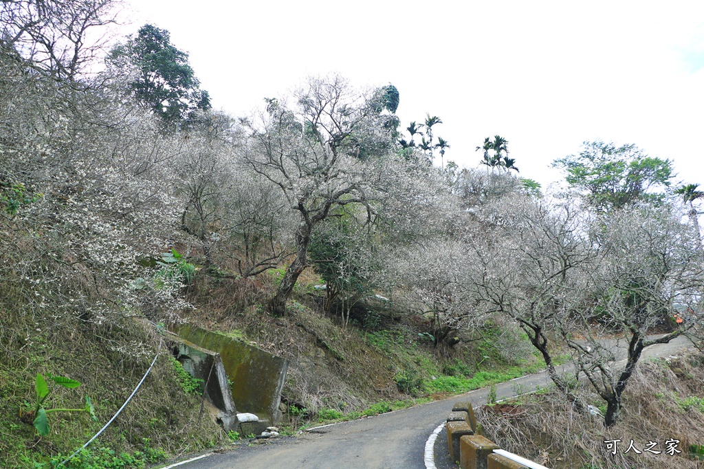 九份二山九尖茶園