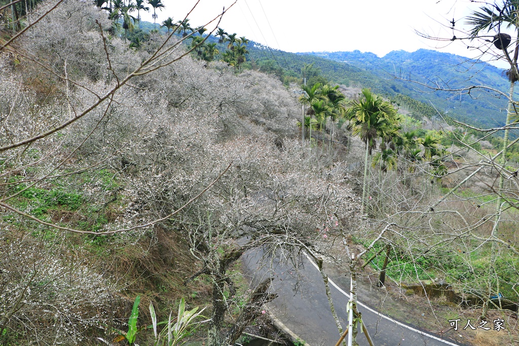 九份二山九尖茶園