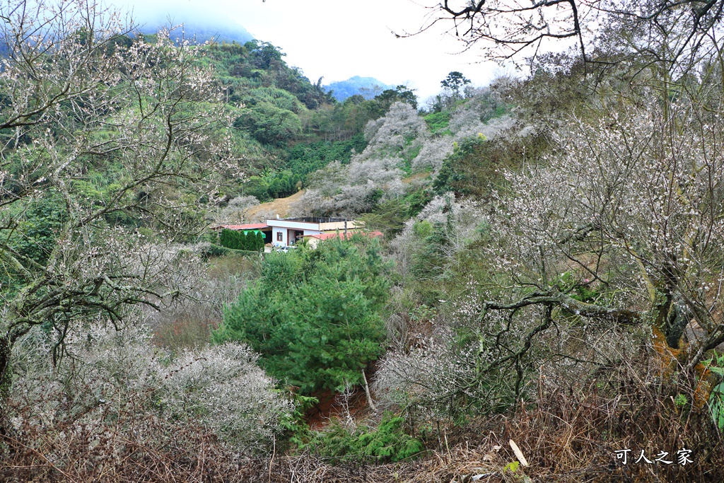 九份二山九尖茶園