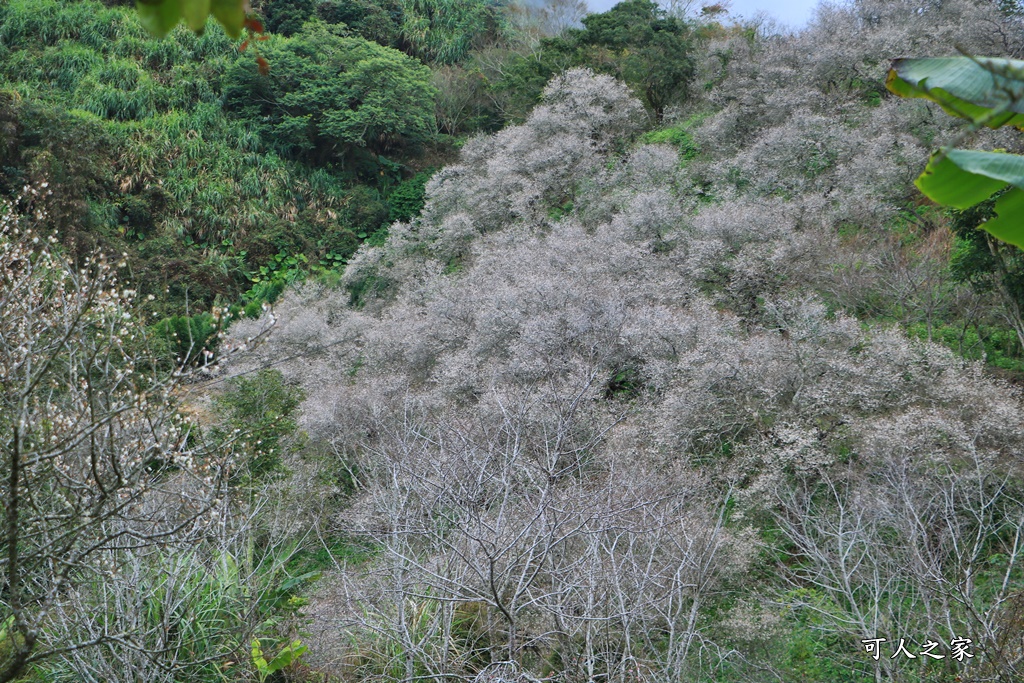 九份二山九尖茶園