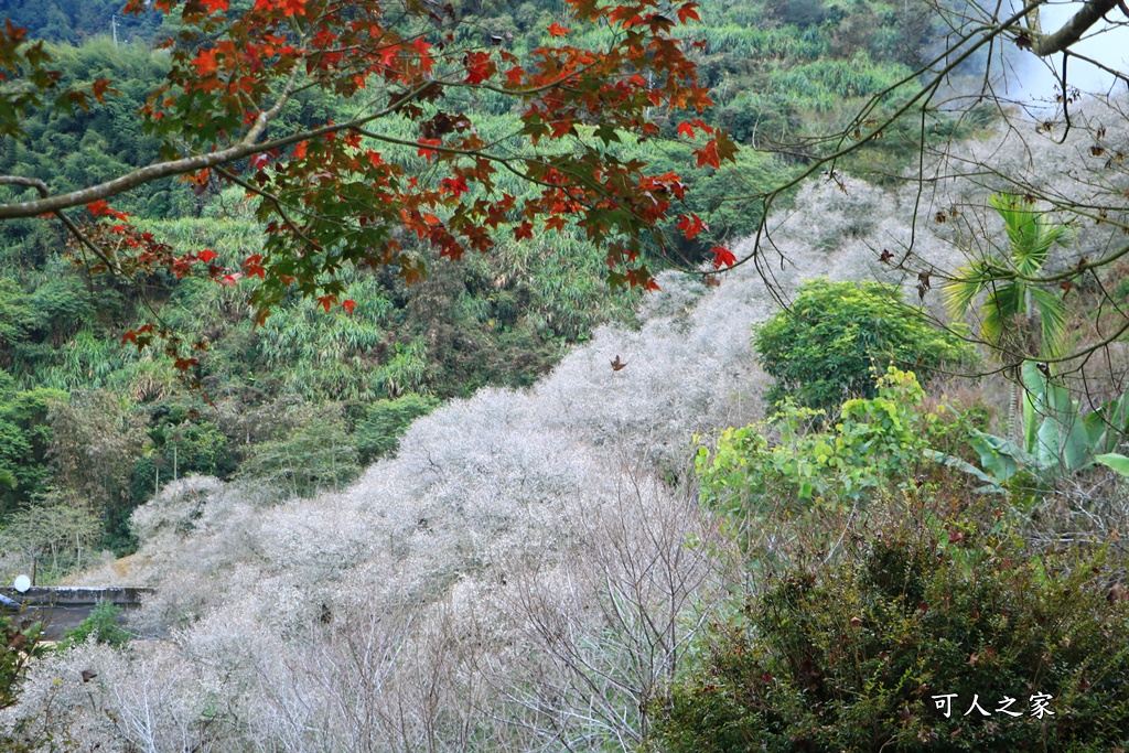 九份二山九尖茶園