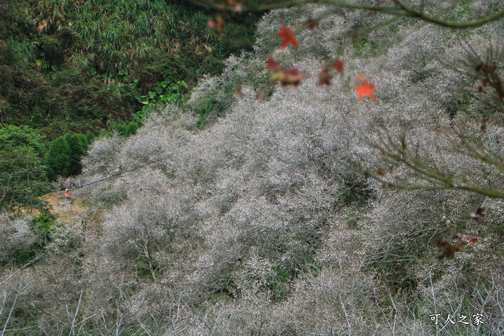 九份二山九尖茶園