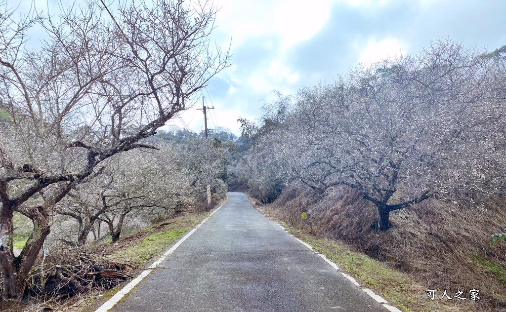 九份二山九尖茶園