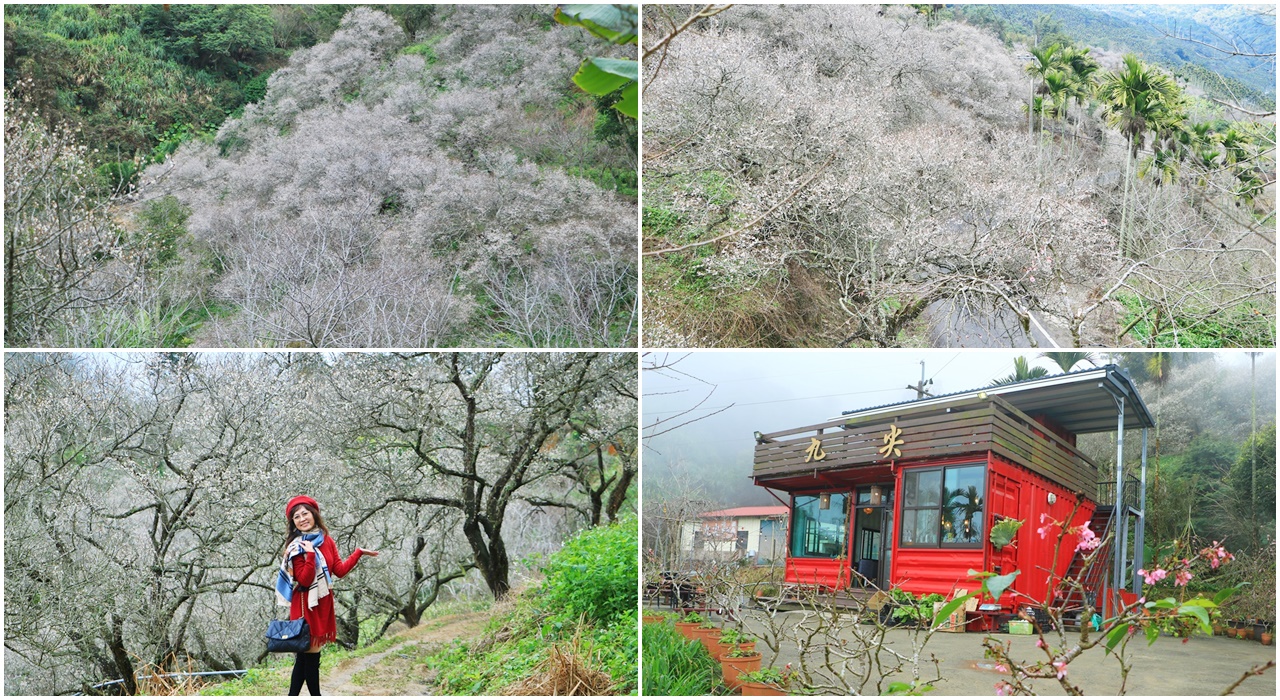 九份二山九尖茶園