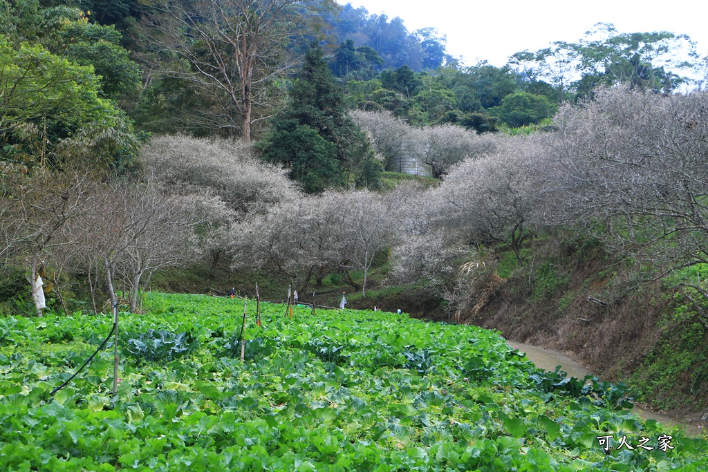 7號梅莊、九份二山