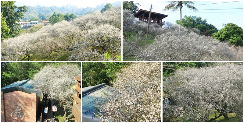 全家出遊踏青,嘉義景點,季節性花景,梅山公園,梅山梅花,賞梅景點 @可人之家