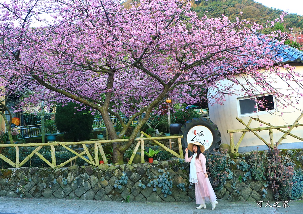 樟樹湖河津櫻王