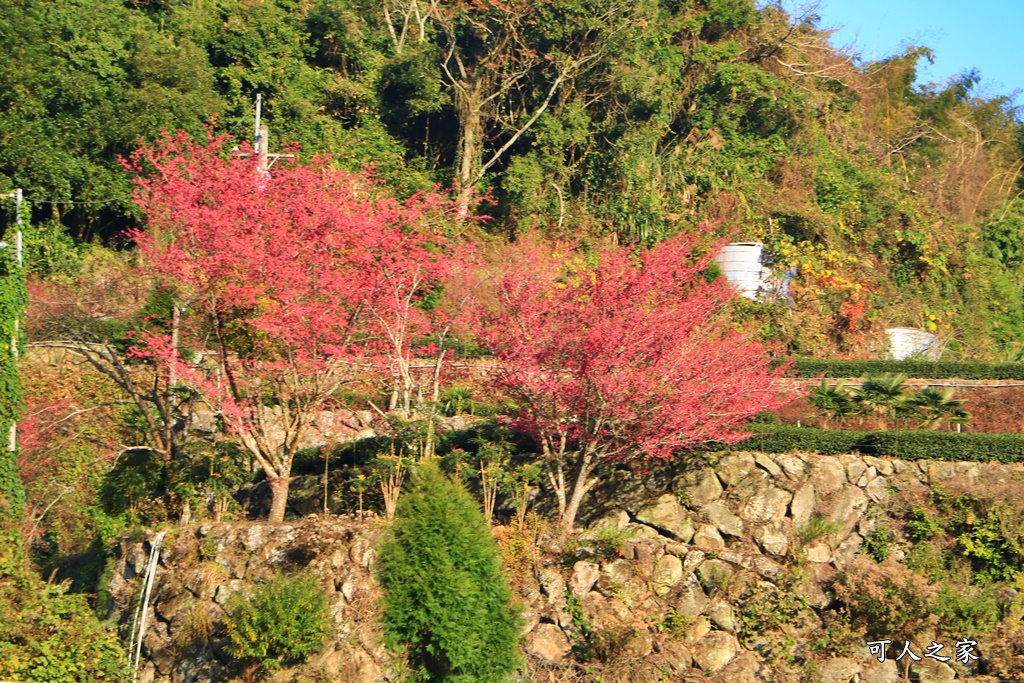 樟樹湖河津櫻王